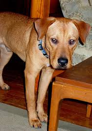 He is an old soul with the most beautiful deep stare, thick fur, and calm presence. Riley Lab And Rhodesian Ridgeback Mix Dogtipper Com Lab Mix Puppies Rhodesian Ridgeback Lab Mix