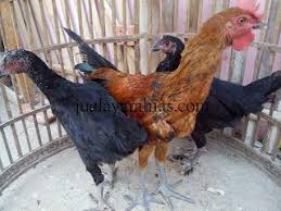 Ayam Pelung Usia 4 Bulan Animals Rooster Photo
