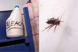 Keeping your your home environment clear of harmful insects can be a challenge. Can You Get Rid Of Cockroaches With Bleach Diy Pest Control