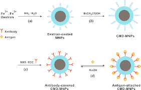 Preparation Of Carboxymethylated Dextran Coated Magnetic Nanoparticles Download Scientific Diagram