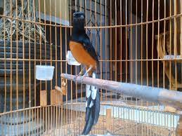 Tips Merawat Burung Murai Batu Super Agar Bisa Gacor Hewan Binatang Binatang Buas