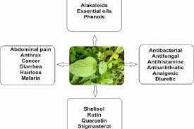 Image result for Tragia