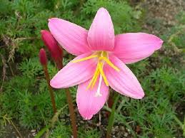 「ゼフィランサス・カリナタ（サフランモドキ）」の画像検索結果