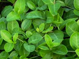 Durch seinen dezenten effekt springt ein grüner teppich auch nicht sofort ins auge, sondern wirkt eher hintergründig beruhigend. Immergrun Gruner Teppich Schonste Stauden Expertenwissen