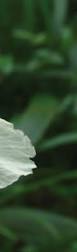 Image result for Hypselodelphys scandens
