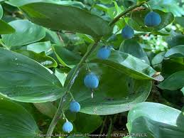 Image result for Stolzia williamsonii