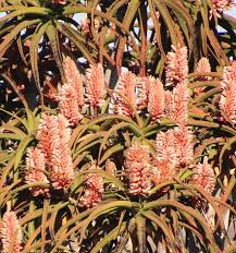 Image result for Aloidendron barberae