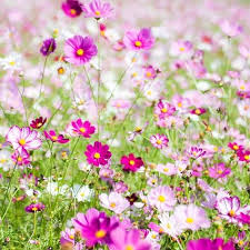 Birth flower tattoos are a trendy alternative to zodiac signs. What Are The October Birth Flowers Marigold And Cosmos