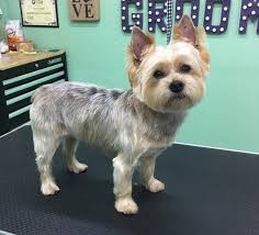 960 x 960 jpeg 108 кб. 60 Best Yorkie Haircuts For Males And Females Page 4 The Paws