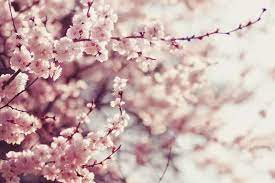 Home Stratosphere Cherry Blossom Japan Types Of Cherries Cherry Blossom
