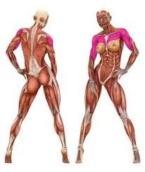 Human muscle system, the muscles of the human body that work the skeletal system, that are under voluntary control, and that are concerned with the following sections provide a basic framework for the understanding of gross human muscular anatomy, with descriptions of the large muscle groups. Dumbbell Chest Flye Lipstick Lifters Building Strong Women