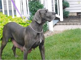 All puppies come vaccinated, micro chipped, de wormed, with registration we are offering the best quality great dane puppies you can find anywhere else. Blue Great Dane Puppies For Sale In Ohio