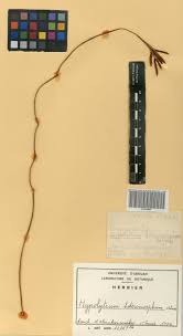 Image result for Hypolytrum heteromorphum