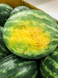 Jul 27, 2020 · some sources suggest looking for darker green watermelons that aren't too shiny, or to check the color between the stripes, but looks can sometimes be deceiving. How To Pick A Sweet Watermelon Cook Fast Eat Well