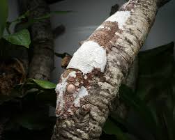 Image result for Urochloa pungipes