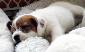 The parents are purebred jack russells but we will not be registering the puppies. Parson Jack Russell Terrier For Sale Throughout America