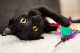 Cat kicker toys are stimulating and are honestly inexpensive, and with the right cat, they can provide hours of entertainment. The Best Toys To Engage Your Cat To Play The Healthy Pet Club