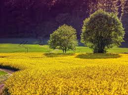 Image result for primavera 2019