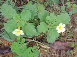 Image result for Pedalium