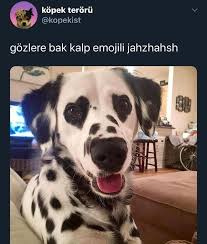 Yerimm Ama Ben Senii 2020 Komik Kopek Kedicik