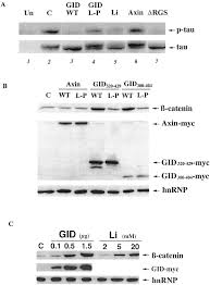 Inhibitory Phosphorylation Of Glycogen Synthase Kinase 3 Gsk 3 In Response To Lithium Journal Of Biological Chemistry