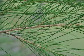 Image result for Casuarinaceae