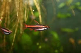 The image used above is for illustration purposes only. Purpur Ziersalmler Nannostomus Mortenthaleri Aq4aquaristik