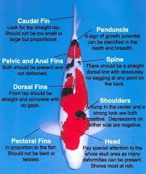 Koi Fish Color Patterns Koi Mud Pond Koi Fish Colors Koi Fish Koi