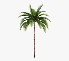 See more ideas about tropical, tropical leaves, leaves. Free Photo Isolated Tree Aesthetic Branches Palm Tribe Palma De Cera Png Transparent Png Kindpng