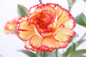 We did not find results for: Seasonal Flower Guide For Aussie Gardeners Jimsmowing Com Au