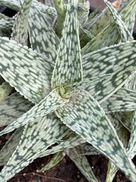 Image result for Allophylus whitei