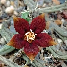 Image result for Piaranthus atrosanguineus