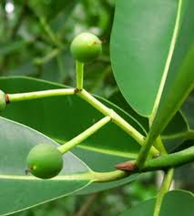 Image result for Calophyllum