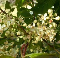 Image result for Clausena anisata