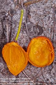 Image result for Garcinia livingstonei