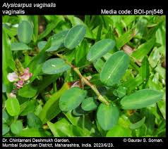 Image result for Alysicarpus