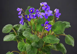 Image result for Saintpauliopsis lebrunii