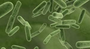 Viewing a human parasite under the microscope is observing an organism that lives in (or on) another living organism (host) for survival. Database Of Bacterial Food Pathogen