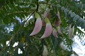 Image result for Craibia grandiflora