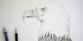 Article suivant comment dessiner un vrai visage. Comment Dessiner Un Oiseau Tres Simplement Apprendre A Dessiner Avec Dessin Creation