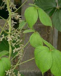 Image result for Dioscorea dumetorum