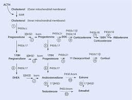 O the study of any genome starts with chromosomes those bundles of dna and protein found in the nuclei of eukaryotic cells. Congenital Adrenal Hyperplasia Springerlink