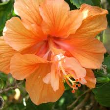 What color is a hibiscus flower. Pin On Gardening