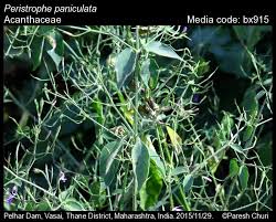 Image result for Dicliptera paniculata