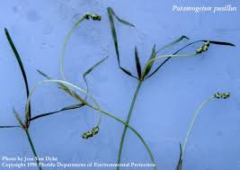 Image result for Potamogeton schweinfurthii