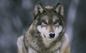 We've gathered more than 5 million images uploaded by our users and sorted them by the most popular ones. Wolf Wallpapers Hd Free 485279 Wolf Dog Wolf Poster Grey Wolf