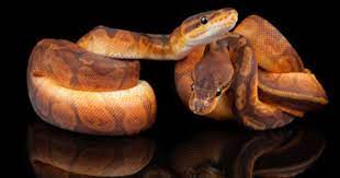 The Sunset Ball Python Has Been An Interesting Journey Ball Python Ball Python Morphs Pet Snake