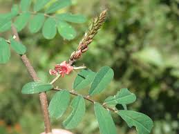 Image result for Indigofera spicata