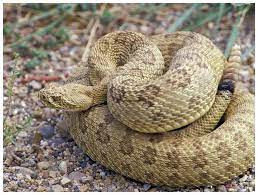 A Prairie Rattlesnake Courtesy Royal Alberta Museum Herald Archives Prairie Rattlesnakes Bull Snakes And Wandering And Beautiful Snakes Snake Snake Venom