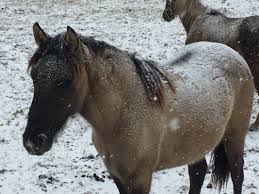 Kentucky mountain horse for sale. For Sale Split Ridge Farm Rocky Mountain Horses